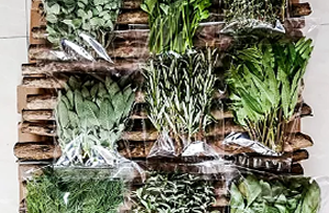 Taste Kenya Exporters