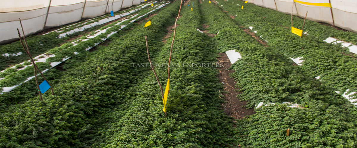 Taste Kenya Exporters