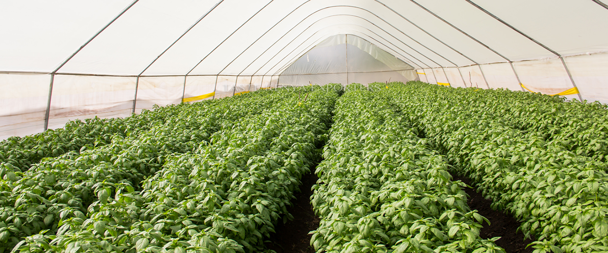 Taste Kenya Exporters