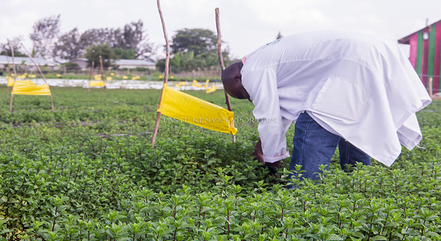 Taste Kenya Exporters