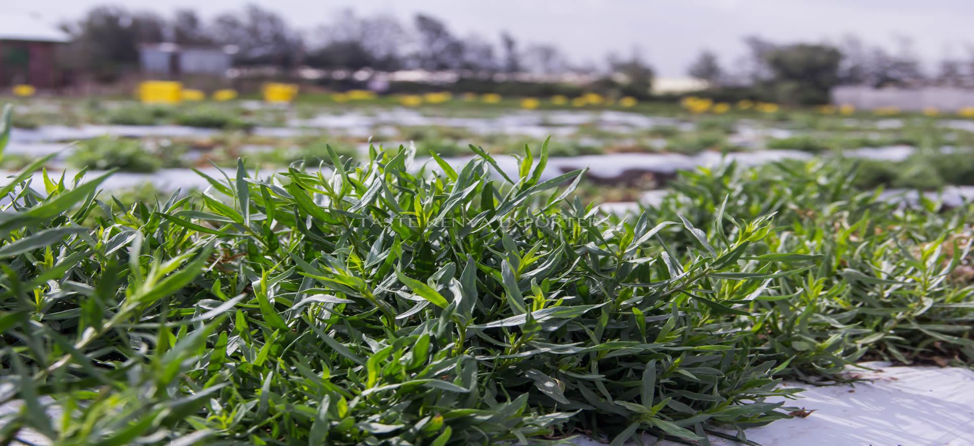 Taste Kenya Exporters